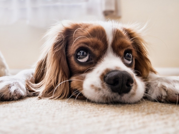 Arrivano le vacanze, e il cane?