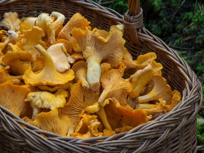 I funghi, proprietà e ricette