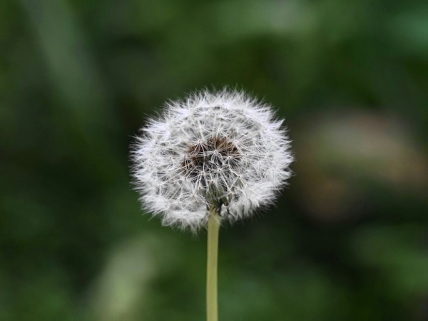 Bambini dandelion: quali sono i 4 tratti dei bimbi dente di leone