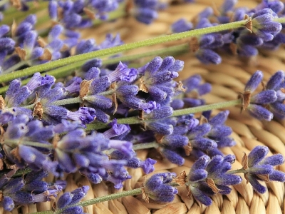 Le proprietà della lavanda e del suo olio essenziale