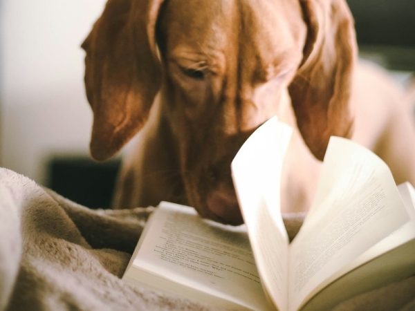 I libri per bambini dedicati ai cani