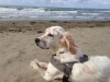 Il setter, il perfetto cane di famiglia